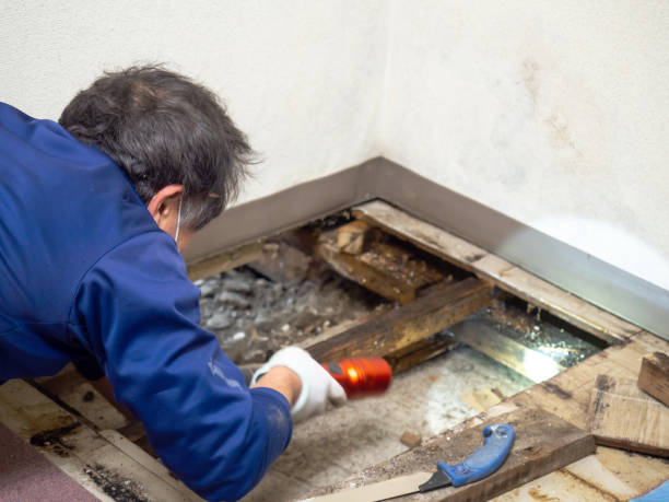 Best Professional Mold Removal  in Ogden, KS