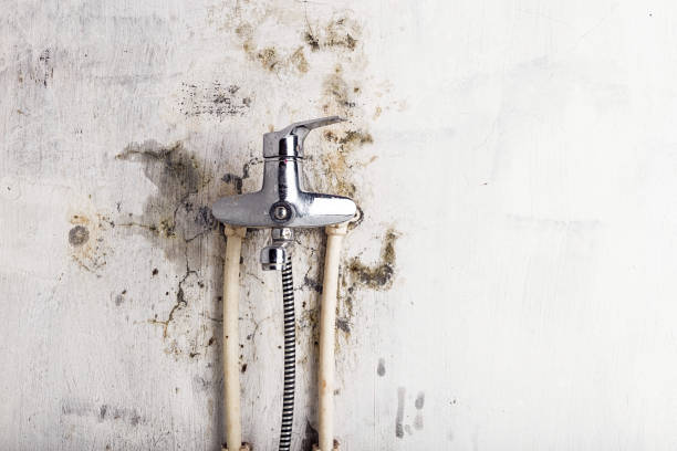 Best Commercial Mold Removal  in Ogden, KS