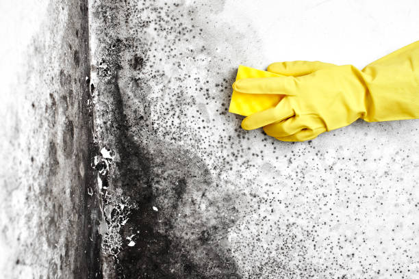 Mold Testing and Removal in Ogden, KS