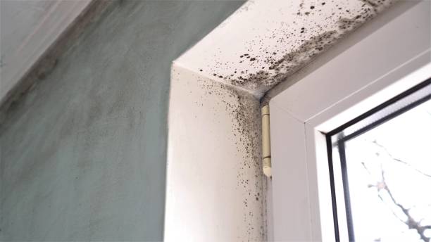 Best Mold Removal Near Me  in Ogden, KS
