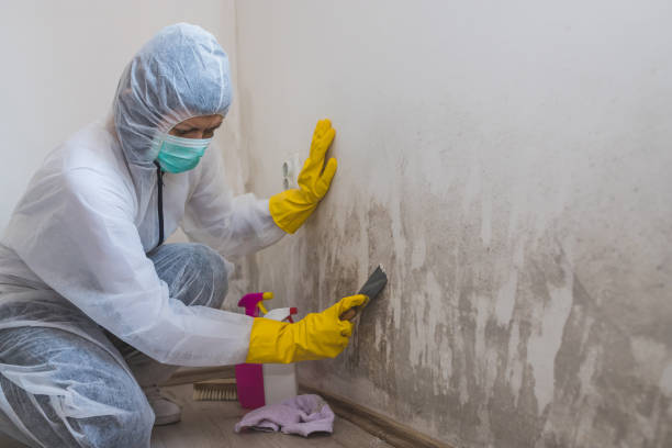 Best Mold Remediation Services  in Ogden, KS