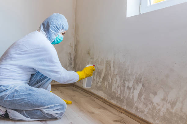 Best Mold Remediation Experts  in Ogden, KS