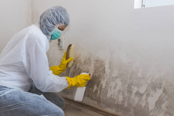 Best Emergency Mold Removal  in Ogden, KS
