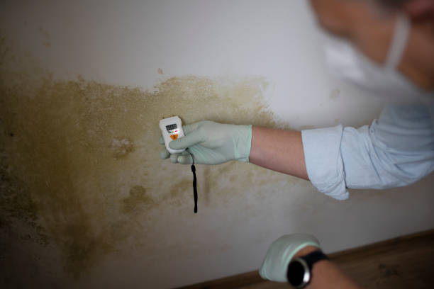 Best Toxic Mold Removal  in Ogden, KS