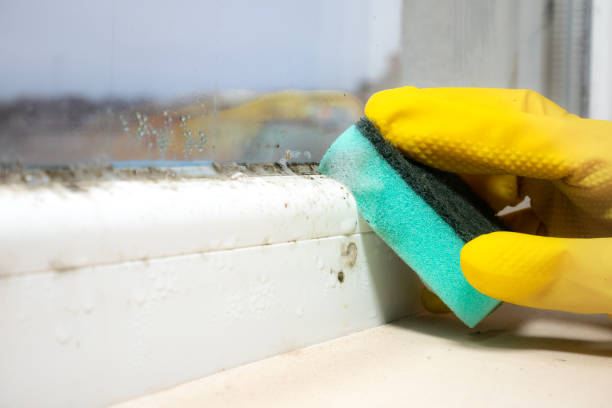 Best Fast Mold Removal  in Ogden, KS