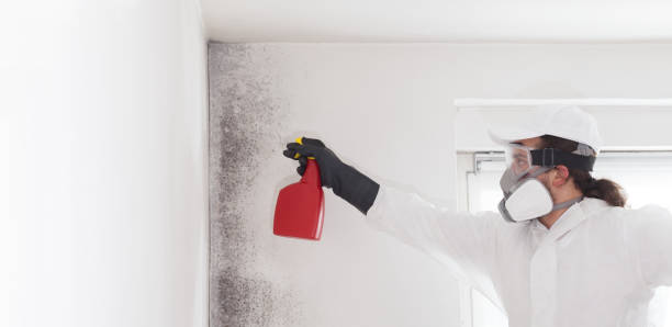Best Affordable Mold Removal  in Ogden, KS