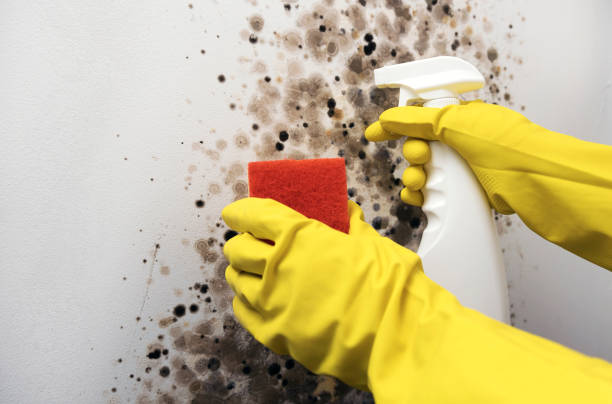 Best Certified Mold Removal  in Ogden, KS