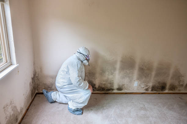Best Local Mold Removal Service  in Ogden, KS
