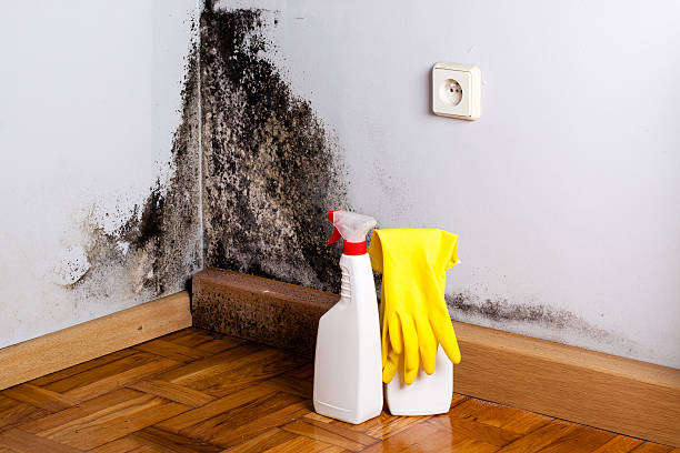 Best Black Mold Removal  in Ogden, KS