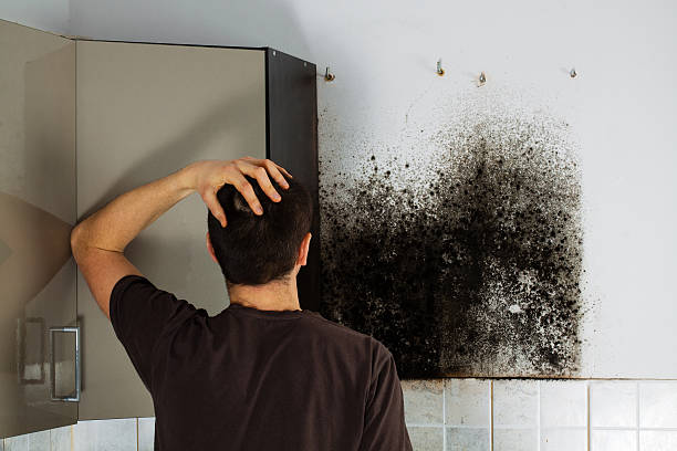 Best Mold Testing  in Ogden, KS