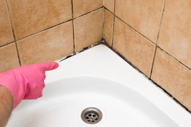 Best Affordable Mold Removal  in Ogden, KS